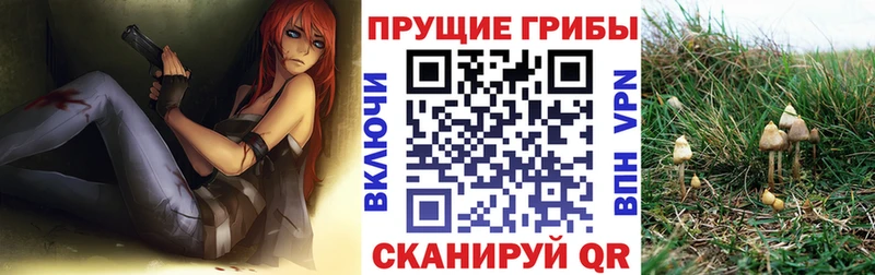 OMG сайт  Горняк  Псилоцибиновые грибы Psilocybe 